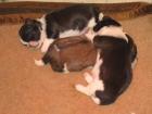 5 niedliche Shih Tzu Welpen suchen ein neues Zuhause